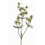 Ramo decorativo di cardo nobile KALYPSO, verde, 65 cm, Ø 3-4 cm