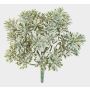 Crossostephium artificiale ALGOL, su stelo, crossdoor, grigio-verde, 20 cm