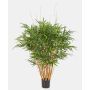 Bambù decorativo AFONSO, tronchi naturali, 125 cm