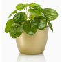 Pianta succulenta artificiale "pianta delle monete" SYBIL in vaso di ceramica dorato, verde, 13 cm