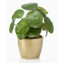 Piante grasse artificiali "pianta delle monete" SYBIL in vaso di ceramica dorato, verde, 20 cm