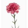 Fiore artificiale garofano NIRUSHA, rosa antico, 65 cm, Ø 9 cm
