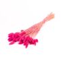 Erba secca Phalaris BRAGILA, mazzo, rosa, 50-75 cm, Ø 12 cm