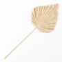 Foglie di palma in plastica Washingtonia RUNING, beige-giallo, 60 cm