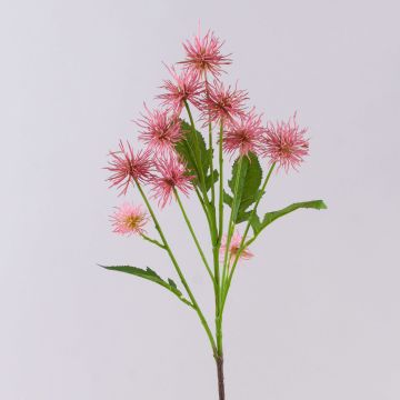Ramo decorativo di cardo sferico GESKENDA, rosa-giallo, 60 cm, Ø 3,5-5 cm Ramo decorativo di cardo sferico GESKENDA, rosa-giallo, 60 cm, Ø 3,5-5 cm