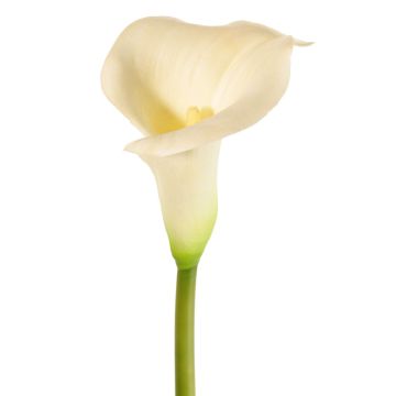 Fiore artificiale Calla MIRAC, color crema, 75cm, 12x15cm Fiore artificiale Calla MIRAC, color crema, 75cm, 12x15cm