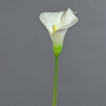 Fiore artificiale Calla MIRAC, color crema, 75 cm, 12x15 cm Fiore artificiale Calla MIRAC, color crema, 75 cm, 12x15 cm