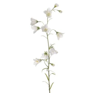 Campanula finta GISELA, bianco, 65cm, Ø5cm Campanula finta GISELA, bianco, 65cm, Ø5cm