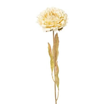 Fiore artificiale peonia MASNOR, effetto secco, color crema, 65 cm Fiore artificiale peonia MASNOR, effetto secco, color crema, 65 cm