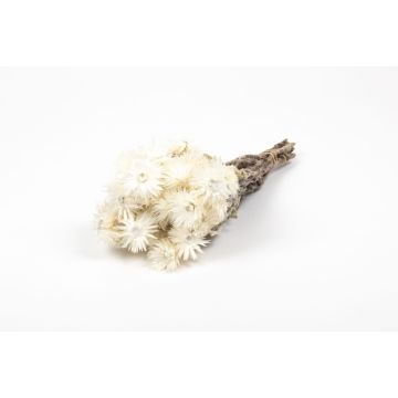 Mazzo di fiori secchi BIBIANA, color crema, 30-40 cm, Ø 15 cm