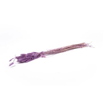 Erba secca BORKA, mazzo di Lagurus, viola, 55-75 cm, Ø 12 cm