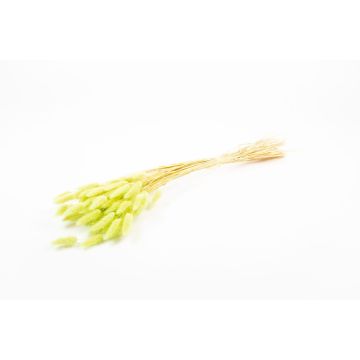 Erba secca BORKA, mazzetto di Lagurus, verde chiaro, 55-75 cm, Ø 12 cm Erba secca BORKA, mazzetto di Lagurus, verde chiaro, 55-75 cm, Ø 12 cm
