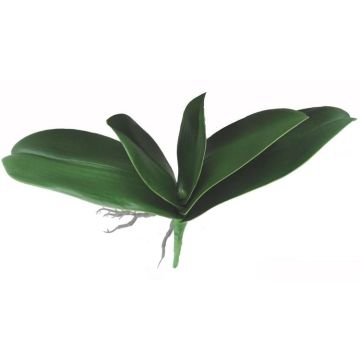 Foglie decorative di orchidea Phalaenopsis PRIMALA, radice aerea, 21x26 cm Foglie decorative di orchidea Phalaenopsis PRIMALA, radice aerea, 21x26 cm