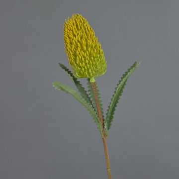 Fiore artificiale decorativo Banksia robur EREDIN, giallo-verde, 70 cm, Ø 7 cm Fiore artificiale decorativo Banksia robur EREDIN, giallo-verde, 70 cm, Ø 7 cm