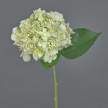 Ortensia artificiale CALESA, bianco-verde, 50 cm, Ø 15 cm Ortensia artificiale CALESA, bianco-verde, 50 cm, Ø 15 cm