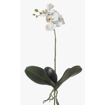 Orchidea Phalaenopsis finta FAO su stelo, bianca, 45cm
