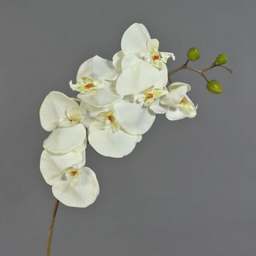 Ramo artificiale di orchidea Phalaenopsis RICKY, color crema, 95 cm, Ø 7-11 cm Ramo artificiale di orchidea Phalaenopsis RICKY, color crema, 95 cm, Ø 7-11 cm