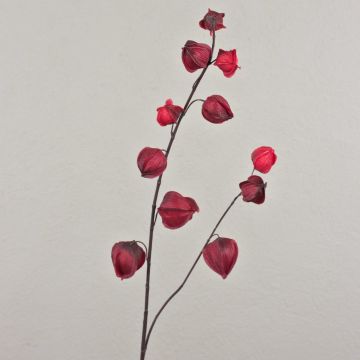 Ramo di physalis finto MARCY, frutti, rosso bordeaux, 95cm Ramo di physalis finto MARCY, frutti, rosso bordeaux, 95cm