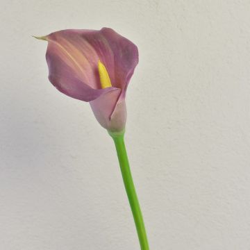 Zantedeschia artificiale TALEA, viola, 65 cm, 9x11 cm Zantedeschia artificiale TALEA, viola, 65 cm, 9x11 cm