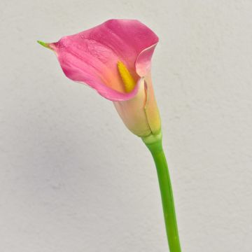 Zantedeschia artificiale TALEA, rosa-giallo, 65 cm, 9x11 cm Zantedeschia artificiale TALEA, rosa-giallo, 65 cm, 9x11 cm