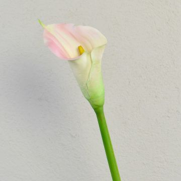 Zantedeschia artificiale TALEA, bianco-rosa, 65 cm, 9x11 cm Zantedeschia artificiale TALEA, bianco-rosa, 65 cm, 9x11 cm