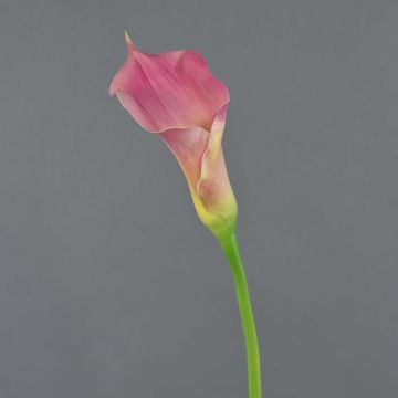 Calla decorativa TERESA, rosa-giallo, 70cm, 10x18cm