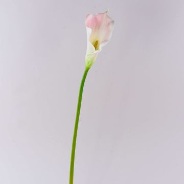 Calla decorativa TERESA, bianco-rosa, 70cm, 10x18cm Calla decorativa TERESA, bianco-rosa, 70cm, 10x18cm
