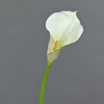Calla decorativa TERESA, crema, 70cm, 10x18cm