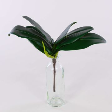 Foglie decorative di orchidea Phalaenopsis DAPHI, radici aeree, 29x33 cm Foglie decorative di orchidea Phalaenopsis DAPHI, radici aeree, 29x33 cm