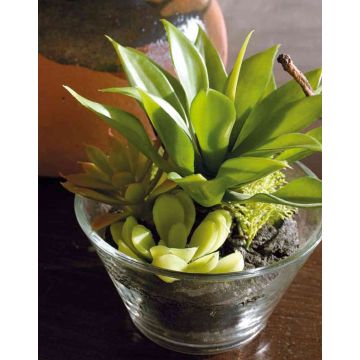 Composizione di piante grasse in schiuma sintetica TIMOTHY in vaso di vetro, verde, 18 cm Composizione di piante grasse in schiuma sintetica TIMOTHY in vaso di vetro, verde, 18 cm