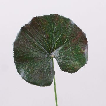 Foglia di geranio sintetica HEIDEGARD, verde-rosso, 38cm, Ø11cm