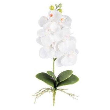 Orchidea Phalaenopsis artificiale DRINTOR, asta di sostegno, radici, bianca, 40 cm Orchidea Phalaenopsis artificiale DRINTOR, asta di sostegno, radici, bianca, 40 cm