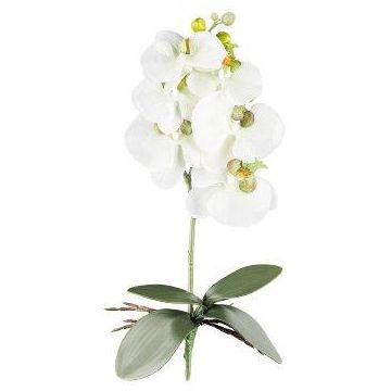 Orchidea Phalaenopsis artificiale DRINTOR, asta di sostegno, radici, bianco-verde, 40 cm Orchidea Phalaenopsis artificiale DRINTOR, asta di sostegno, radici, bianco-verde, 40 cm