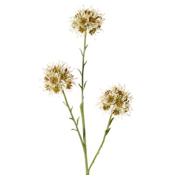 Ramo decorativo di allium ZEBU, color crema, 65 cm, Ø 7 cm Ramo decorativo di allium ZEBU, color crema, 65 cm, Ø 7 cm