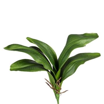 Foglie decorative di orchidea Phalaenopsis DRANFOL, stelo, radici aeree, 35 cm