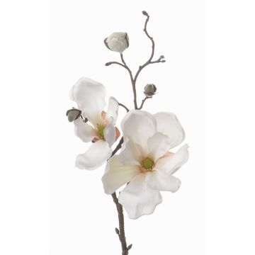 Magnolia decorativa MALBINE, crema, 50cm, Ø6-10cm Magnolia decorativa MALBINE, crema, 50cm, Ø6-10cm