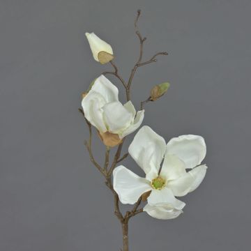 Magnolia decorativa MALBINE, crema, 50cm, Ø6-10cm