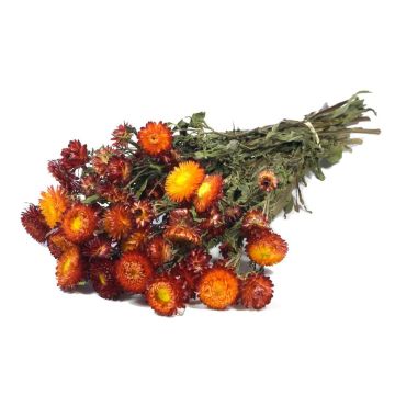 Mazzo di fiori secchi ALMINKA, rosso-arancione, 50-60 cm, Ø 15 cm