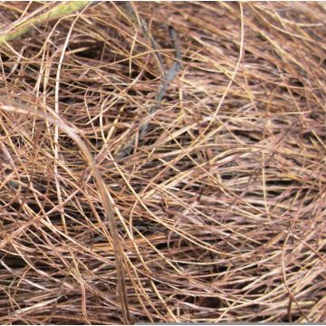 Fibra naturale di sisal GIUSEPPA, marrone, 20 g