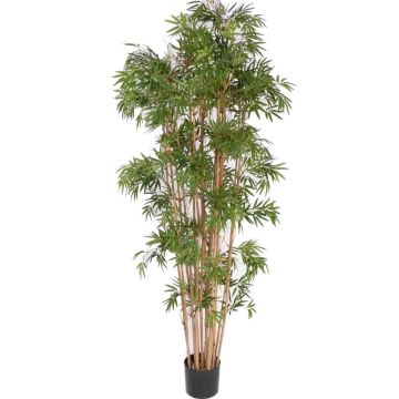 Pianta artificiale di bambù NARO, fusti veri, 210 cm Pianta artificiale di bambù NARO, fusti veri, 210 cm