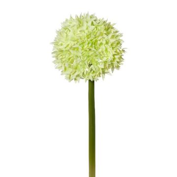 Fiore artificiale Allium WANDENY, verde crema, 65 cm