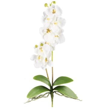 Orchidea Phalaenopsis artificiale MORLEK, stelo, radici, color crema, 60 cm Orchidea Phalaenopsis artificiale MORLEK, stelo, radici, color crema, 60 cm
