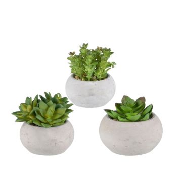 Composizione decorativa di piante grasse ZIFER in vaso di cemento, 3 pezzi, verde, 8-10 cm Composizione decorativa di piante grasse ZIFER in vaso di cemento, 3 pezzi, verde, 8-10 cm