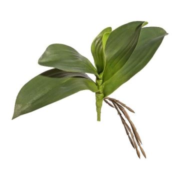 Foglie decorative di orchidea Phalaenopsis BRULST, stelo, radici, 25 cm