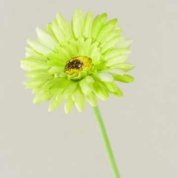 Gerbera artificiale TEUDELINDE, verde-crema, 55 cm, Ø 8 cm Gerbera artificiale TEUDELINDE, verde-crema, 55 cm, Ø 8 cm
