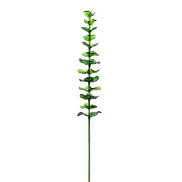 Rami di eucalipto in plastica GLAUCO effetto vetro, 12 pezzi, verde, 80 cm Rami di eucalipto in plastica GLAUCO effetto vetro, 12 pezzi, verde, 80 cm