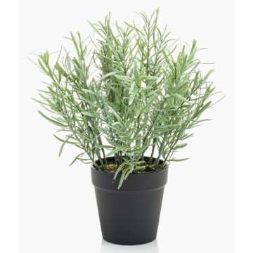 Erbe aromatiche decorative: rosmarino selvatico WHOOPI in vaso decorativo, verde, 25 cm