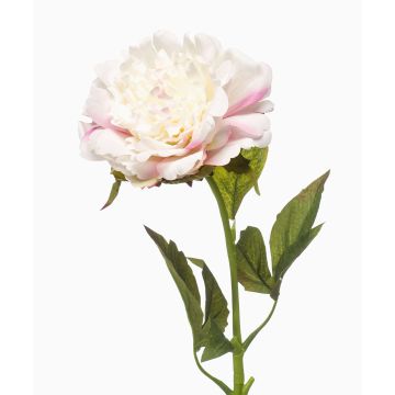 Fiore artificiale di peonia GAVRON, bianco-rosa, 55 cm Fiore artificiale di peonia GAVRON, bianco-rosa, 55 cm