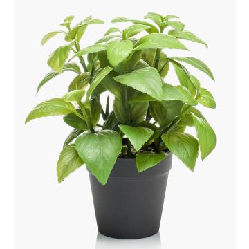 Erbe aromatiche decorative: basilico WHOOPI in vaso decorativo, verde, 23cm