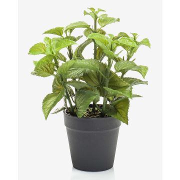 Erba aromatica decorativa: menta WHOOPI in vaso decorativo, verde, 23 cm
